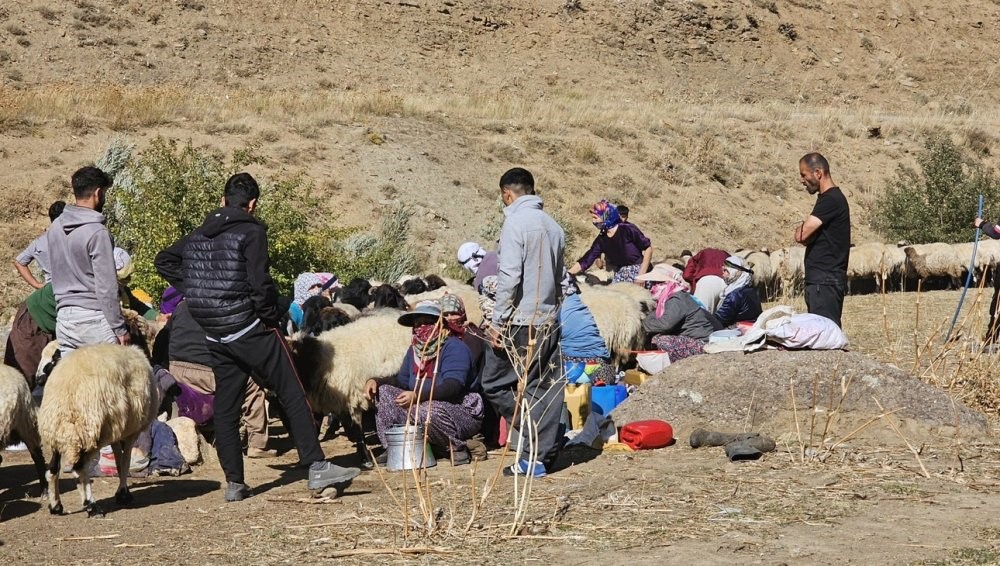 Y&uuml;ksekova&rsquo;da 62 k&ouml;yde aşı ve kimliklendirme &ccedil;alışması yapıldı
