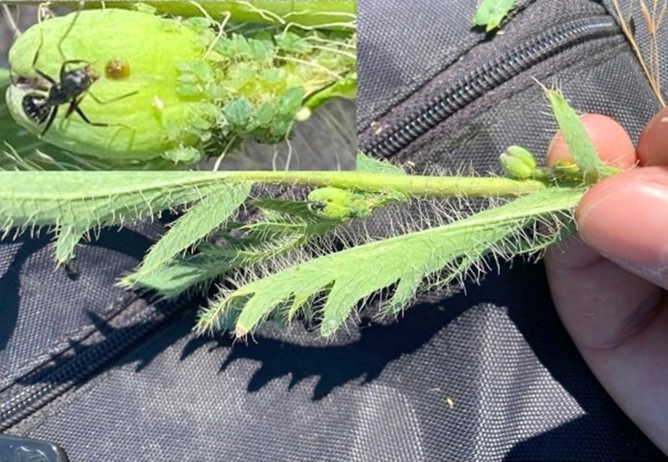 &Ccedil;anakkale&rsquo;de yeni bir b&ouml;cek t&uuml;r&uuml; keşfedildi
