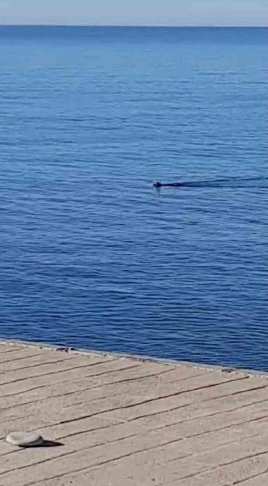 Denize düşen karaca ekipler tarafından kurtarıldı