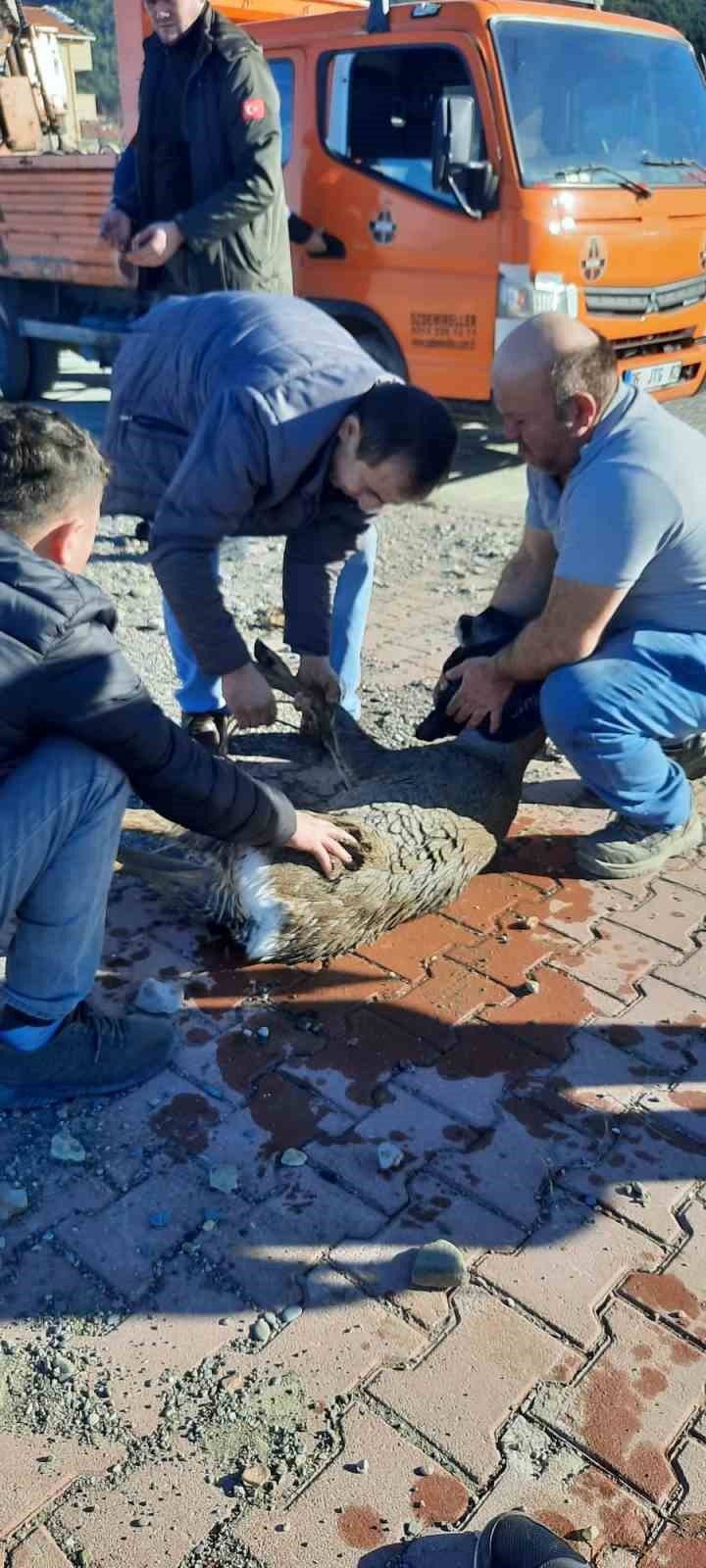 Denize düşen karaca ekipler tarafından kurtarıldı
