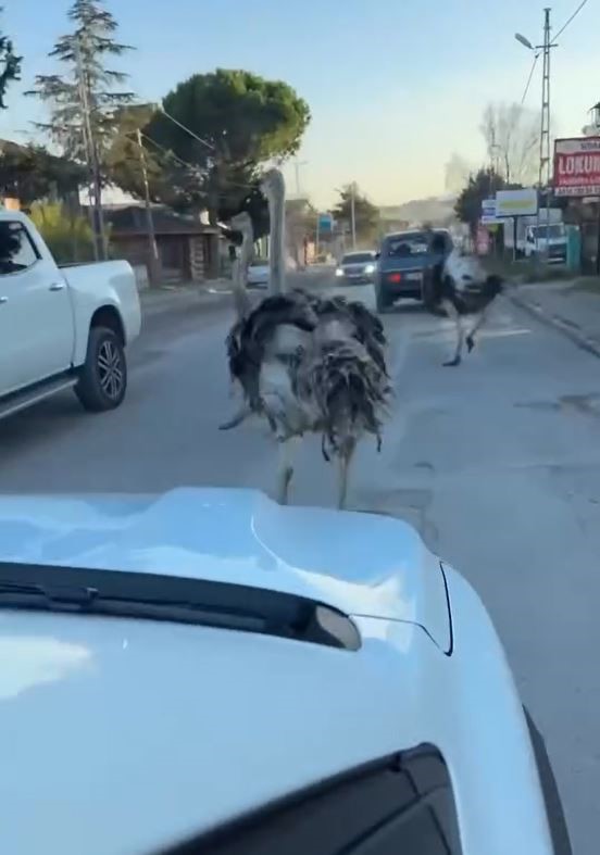 Çatalca’da bir işletmeden kaçan deve kuşları ortalığı birbirine kattı
