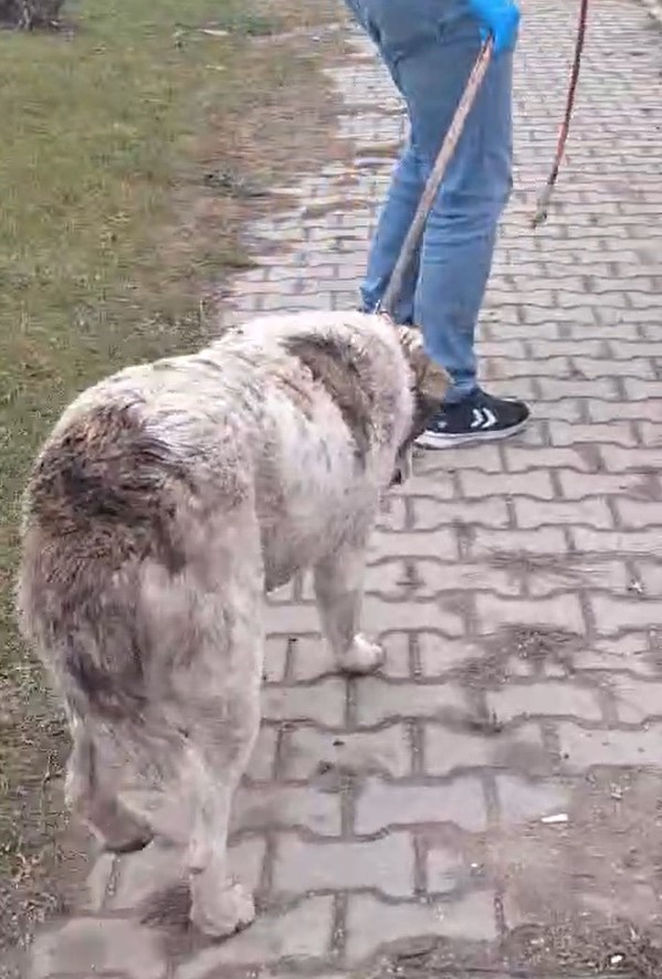 Yaralı k&ouml;peğe m&uuml;dahale i&ccedil;in trafik &ccedil;ift y&ouml;nl&uuml; durduruldu
