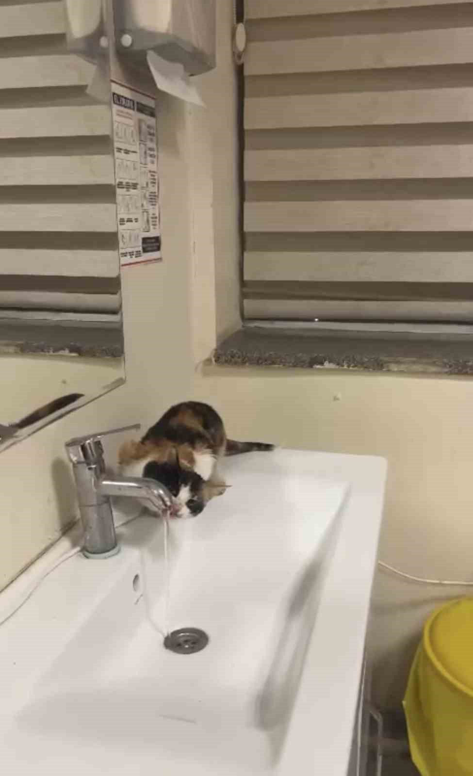 Susayan kedinin musluktan kana kana su i&ccedil;mesi kameraya yansıdı
