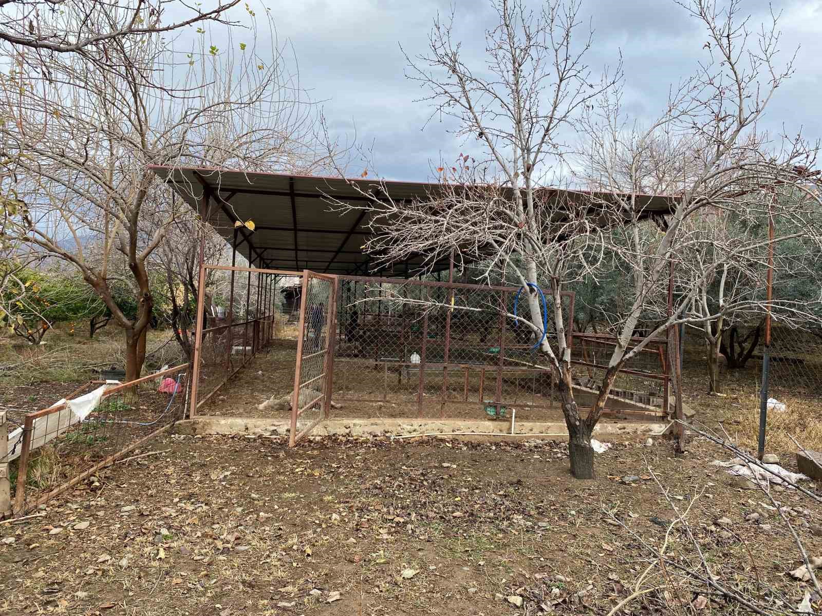 Bah&ccedil;esine girdiğinde 7 koyunu telef olmuş halde buldu
