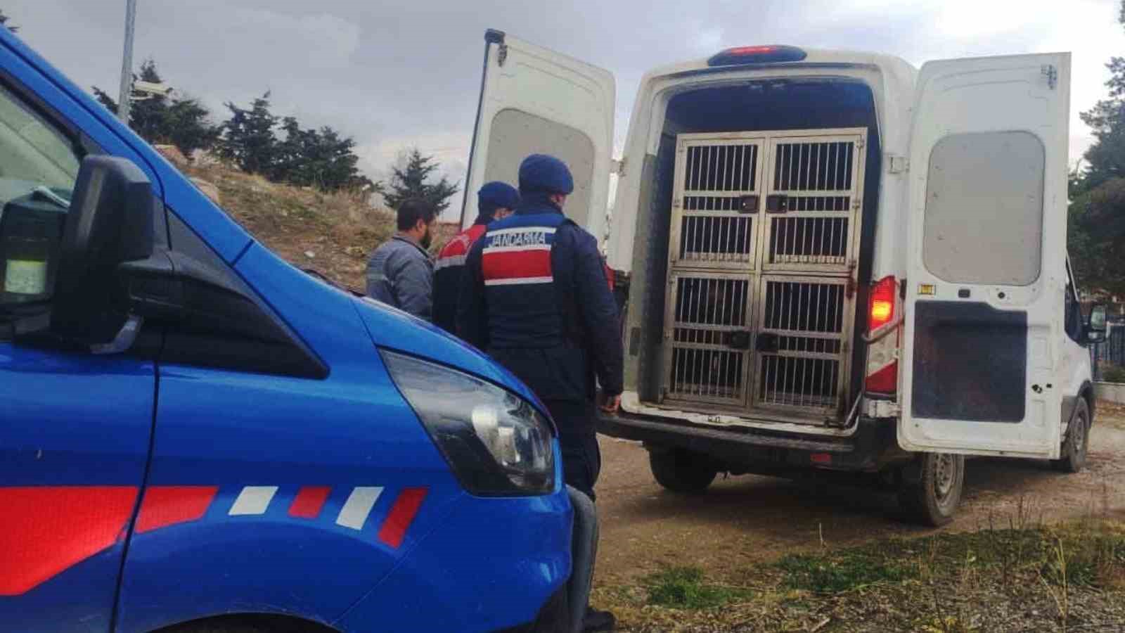 Kırıkkale’de dövüştürülen köpekler kurtarıldı, sorumlulara para cezası uygulandı