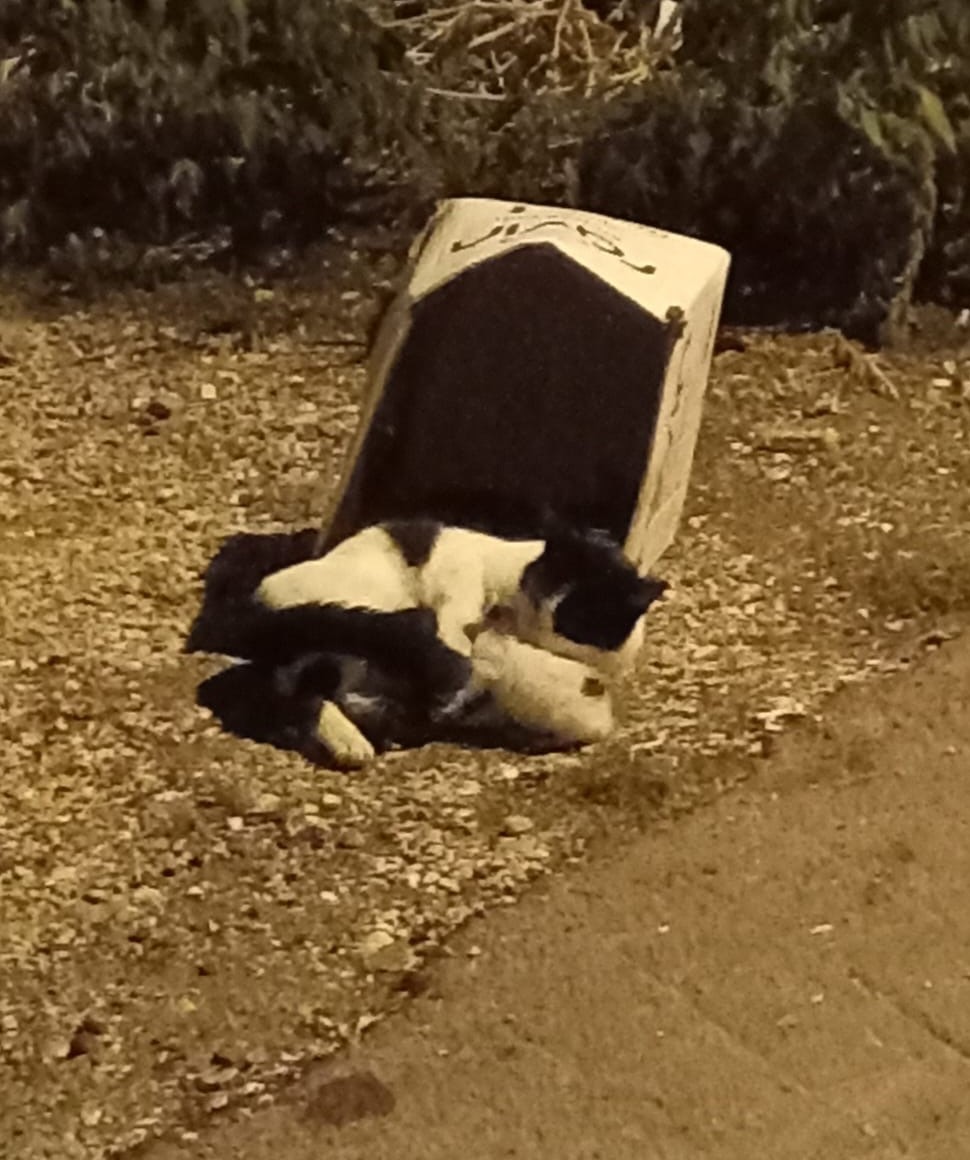 Karton kutuyla dışarıya atıldığı iddia edilen yavru kediler öldü
