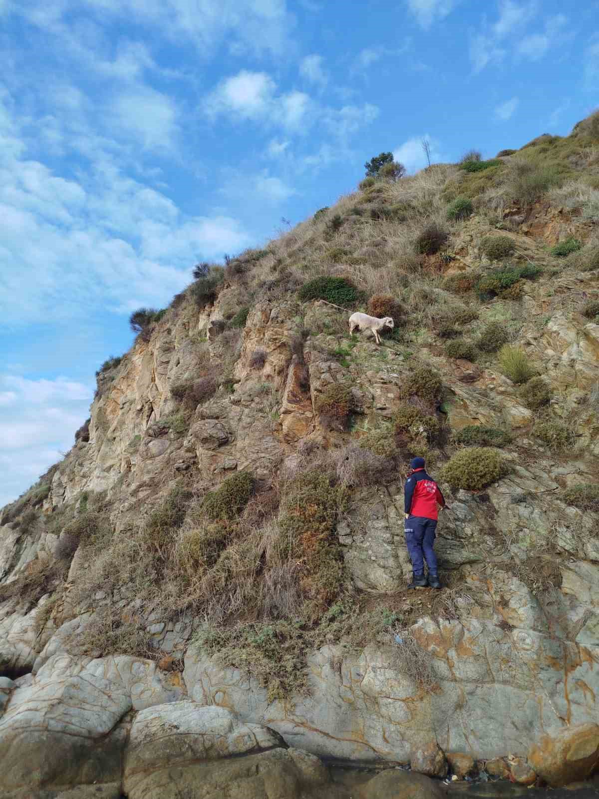 Erdek’te kayalıklarda mahsur kalan koyun kurtarıldı