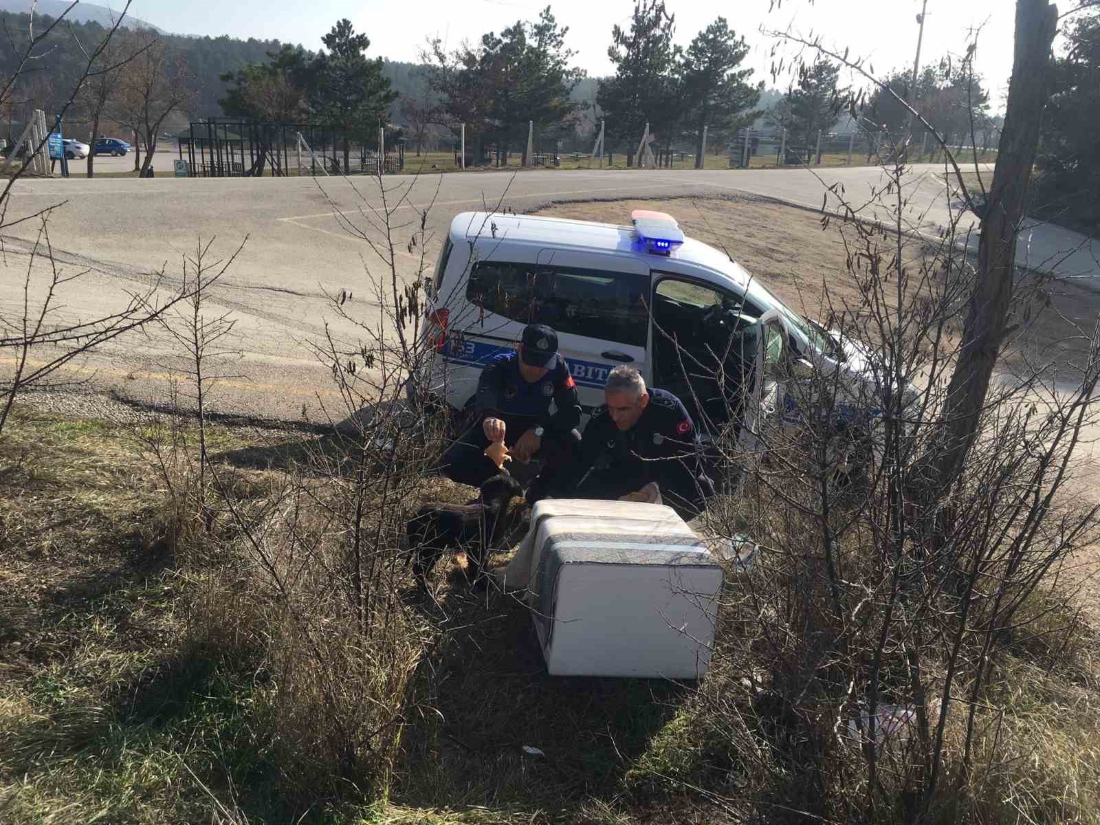 Zabıta ekipleri, sokak hayvanlarını besledi
