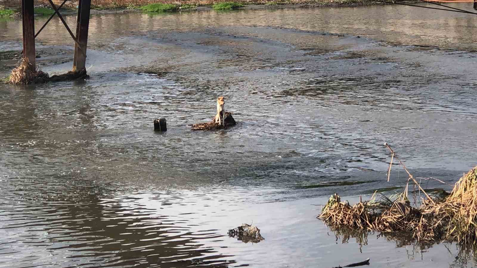 Nehirde mahsur kalan köpek için buz gibi suya girdi