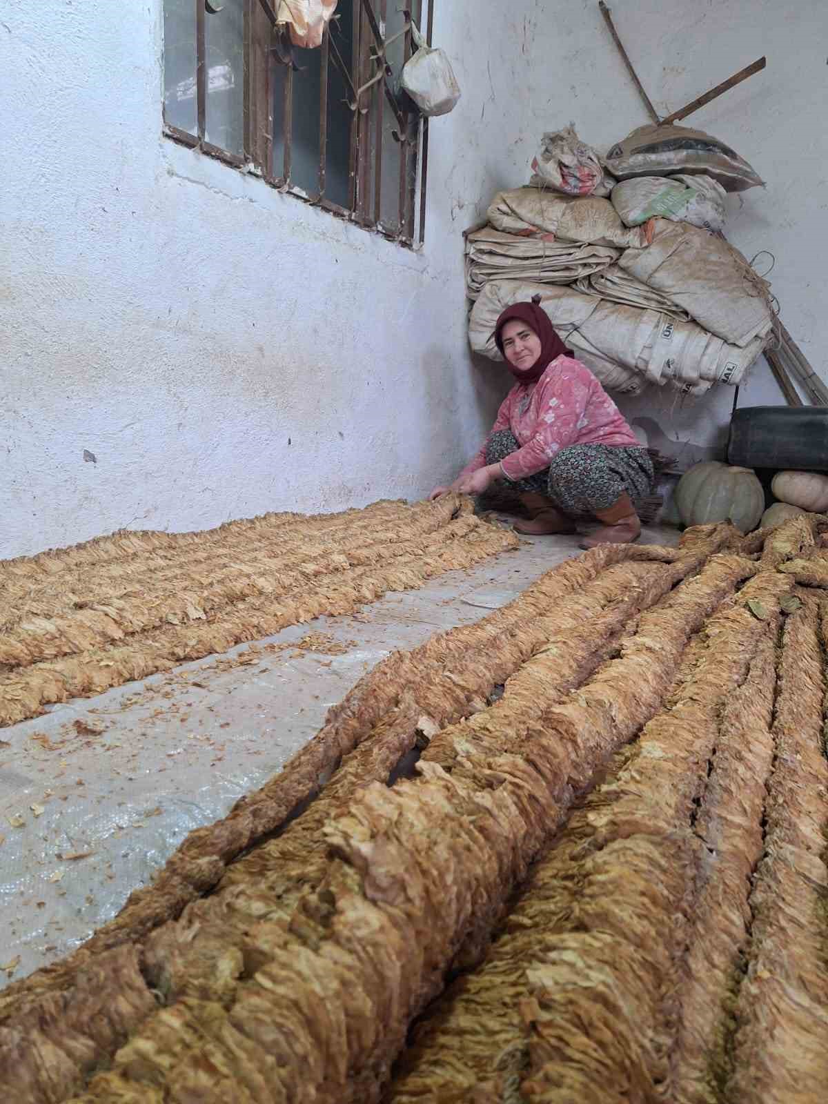 Manisalı kadın &uuml;retici organik t&uuml;t&uuml;n yetiştirmeye devam ediyor
