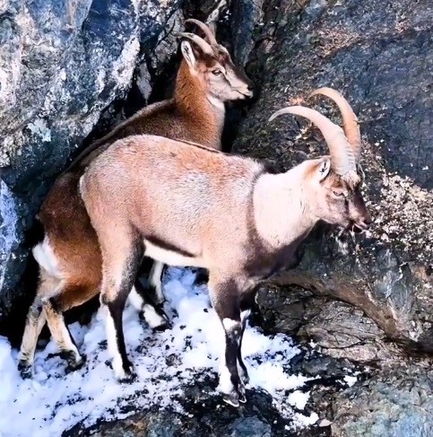 Dağ ke&ccedil;ileri havadan g&ouml;r&uuml;nt&uuml;lendi
