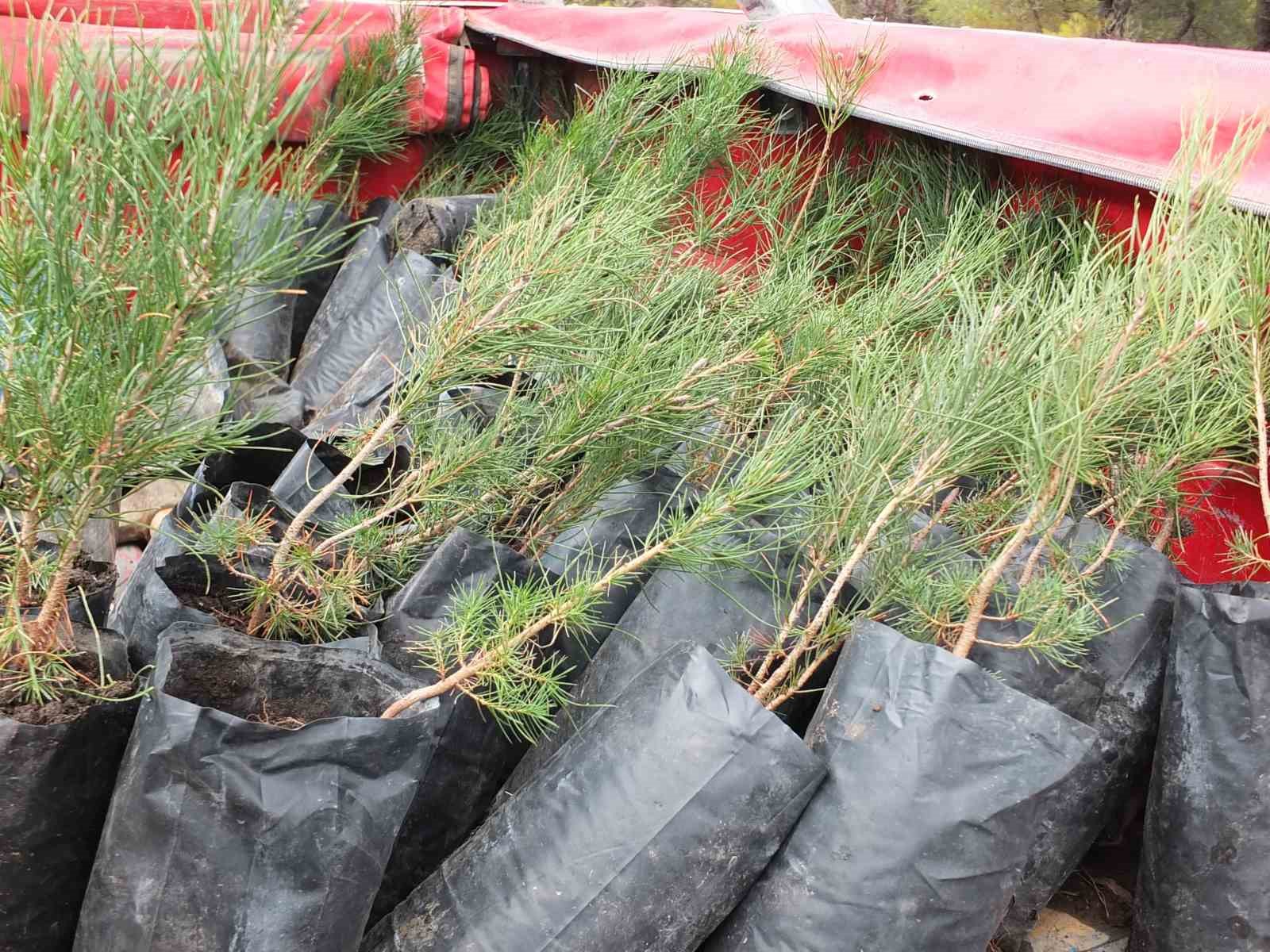 Balıkesir&rsquo;de 7&rsquo;den 70&rsquo;e fidan diktiler
