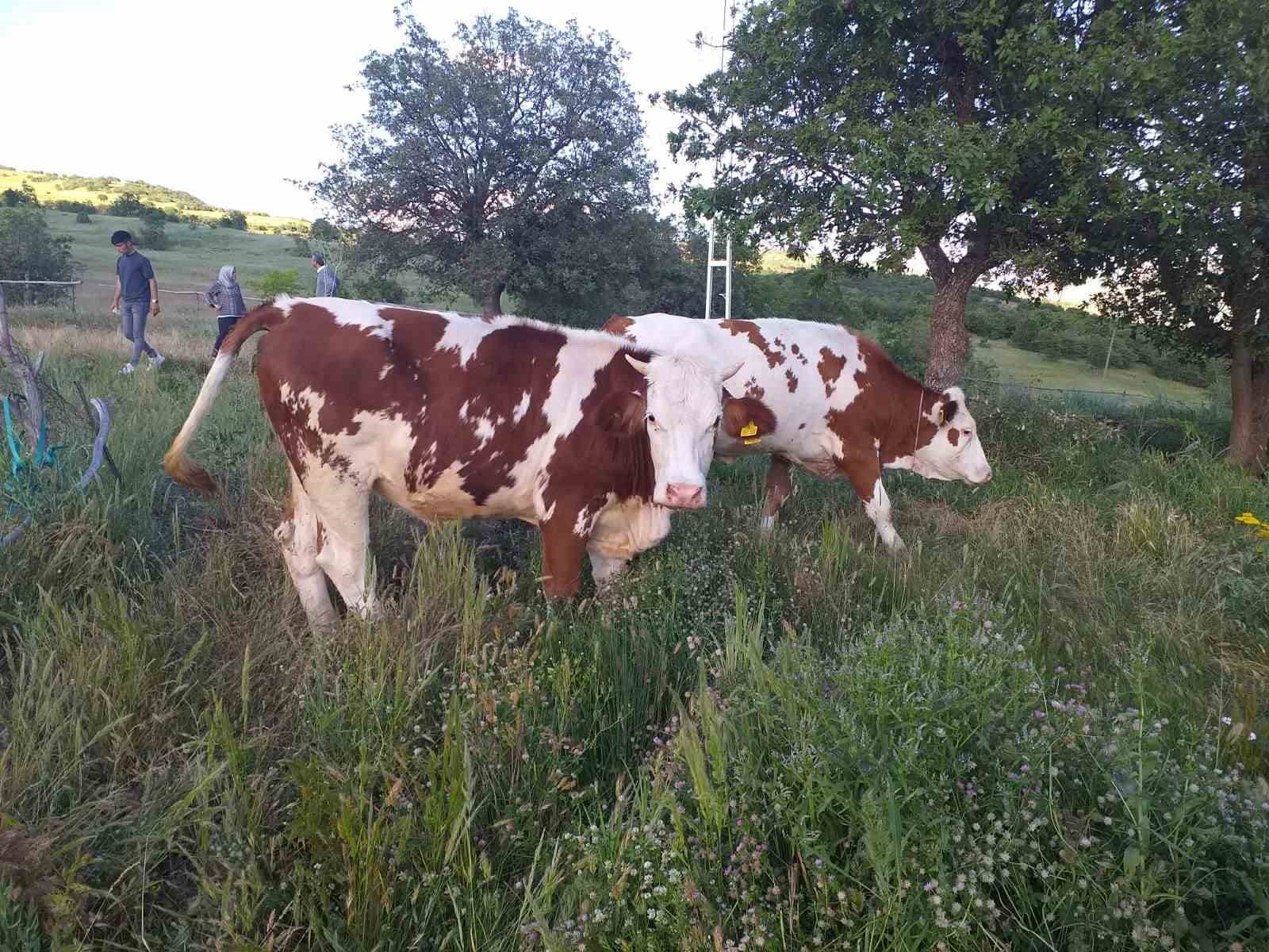 Bing&ouml;l&rsquo;de &ccedil;ift&ccedil;ilere 11 milyon lira kredi &ouml;deneği sağlandı
