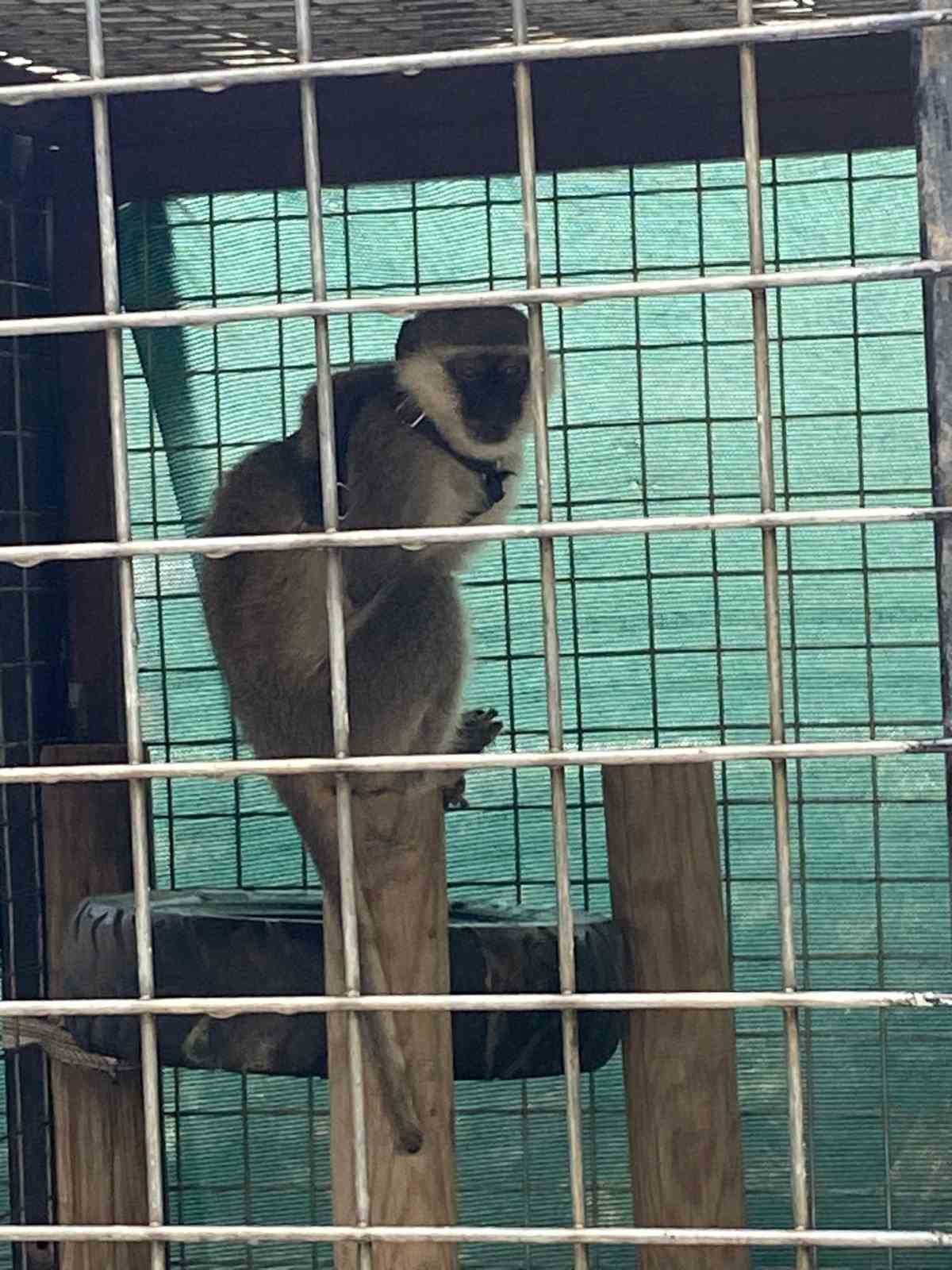Ula&rsquo;da ele ge&ccedil;irilen maymunlar doğa korumaya teslim edildi
