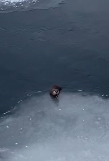 Su samuru avladığı balığı yerken g&ouml;r&uuml;nt&uuml;lendi
