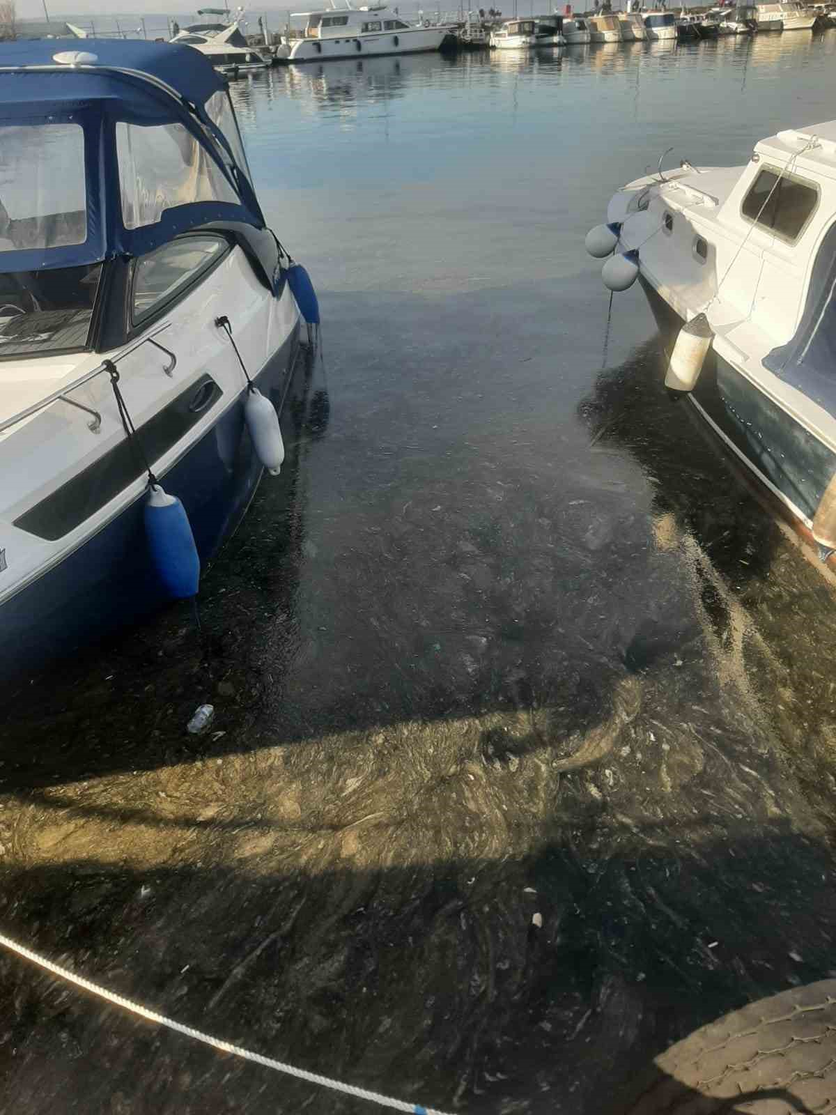 Çanakkale Boğazı’nda müsilaj yeniden görüldü
