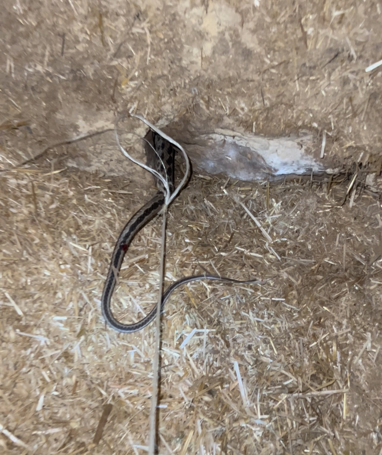 Yumurtaları yiyen yılanı iple bağladı
