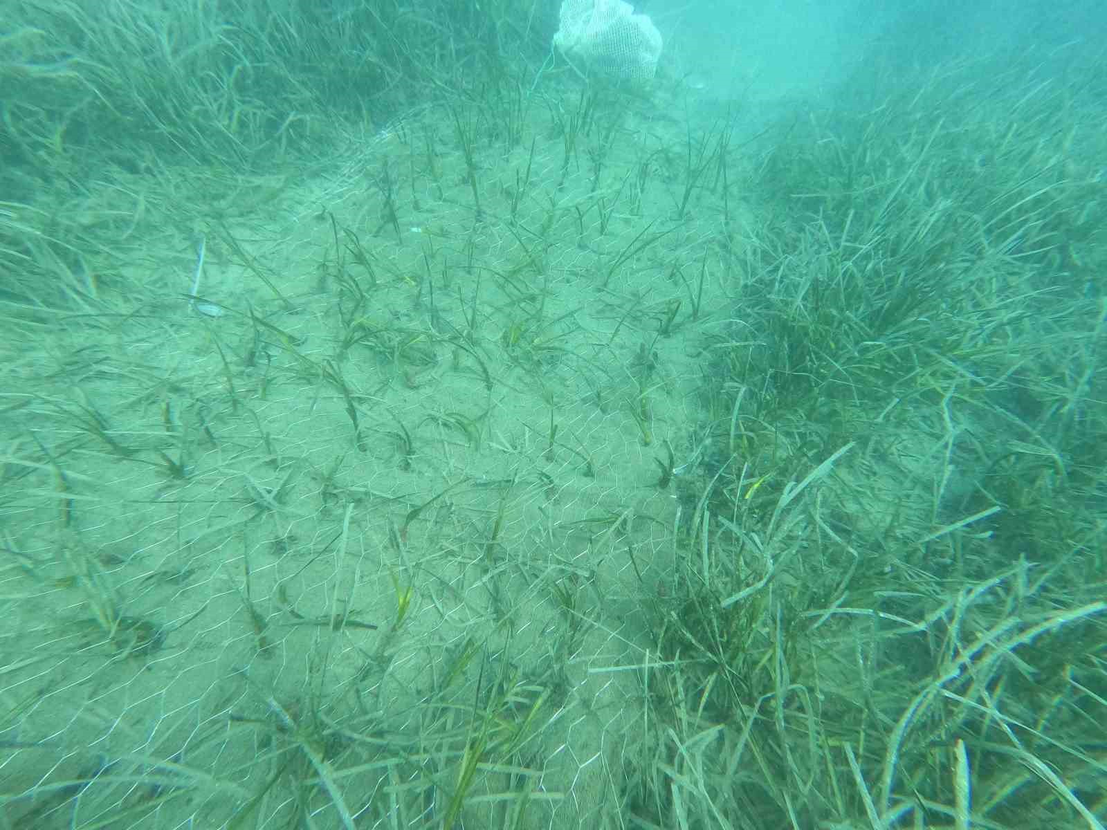 Saros ve Göcek’te deniz çayırları ve mercan habitatlarının korunması çalışmaları devam ediyor
