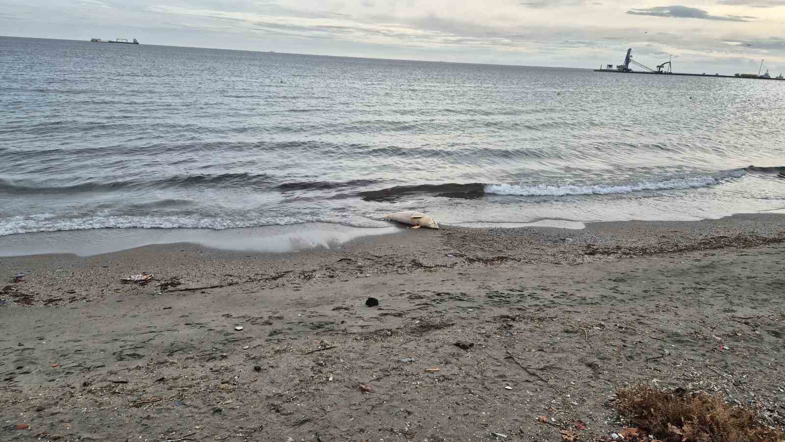 Marmara Denizi’nde ölü yunus balığı bulundu
