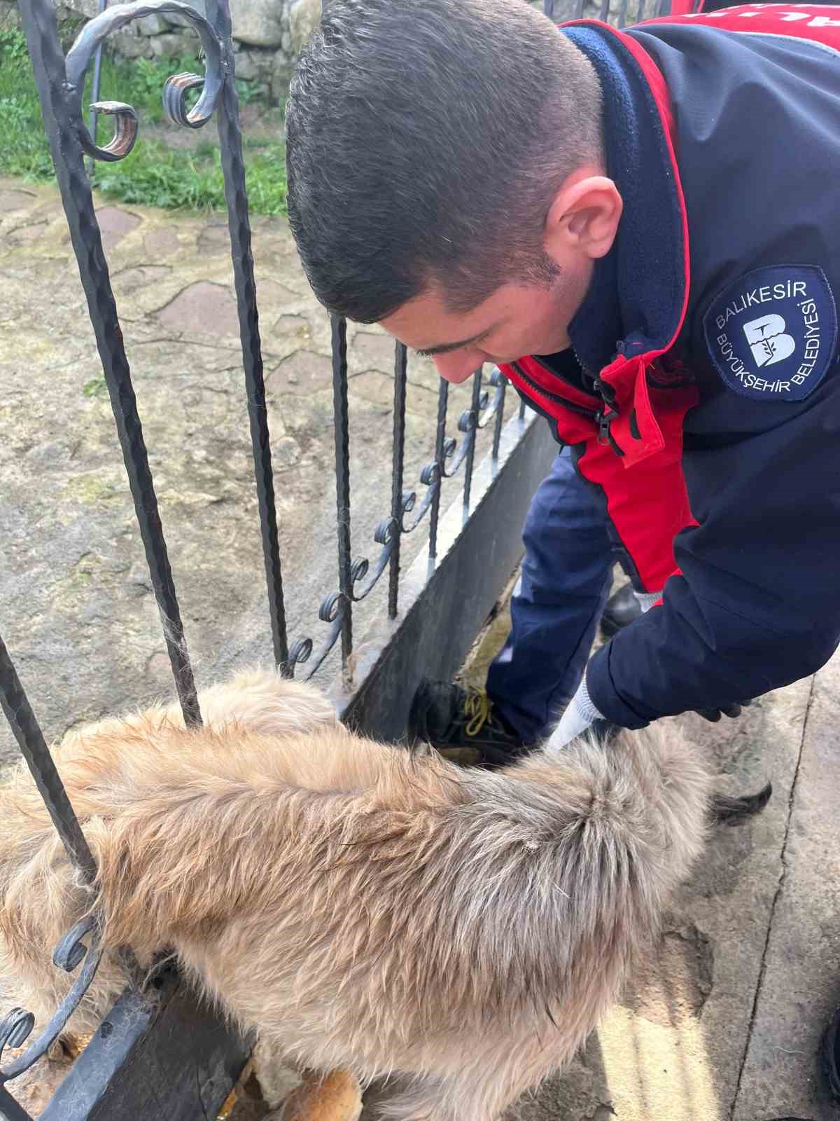 Balıkesir’de bahçe kapısına sıkışan köpek kurtarıldı
