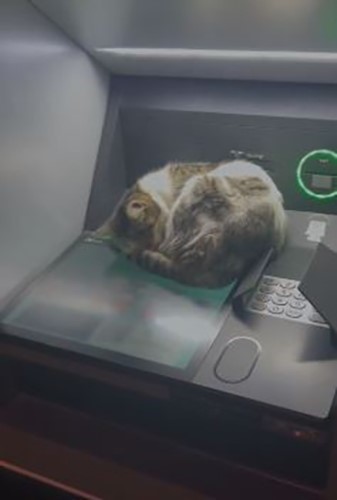 Kedi ATM’de uyudu, vatandaşlar rahatsız etmemek için başka ATM’ye yöneldi