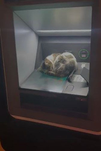 Kedi ATM’de uyudu, vatandaşlar rahatsız etmemek için başka ATM’ye yöneldi
