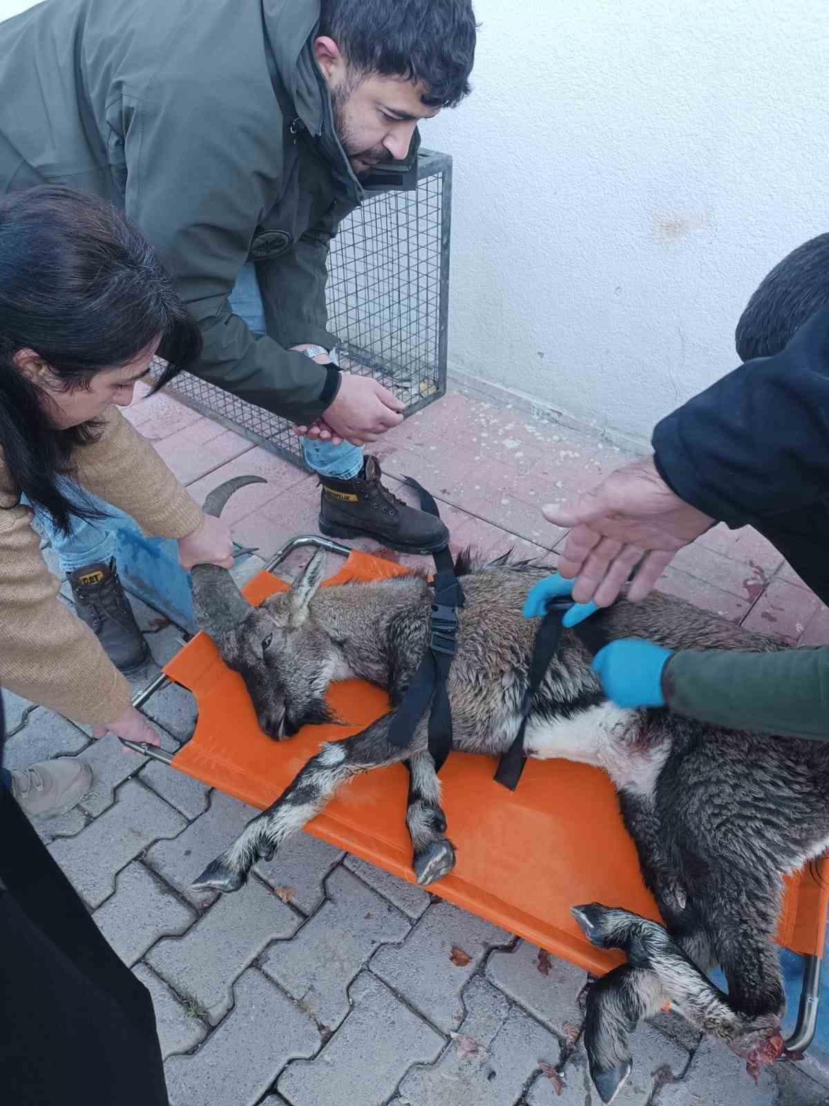 Hakkari’de yaralı dağ keçisi tedavi altına alındı