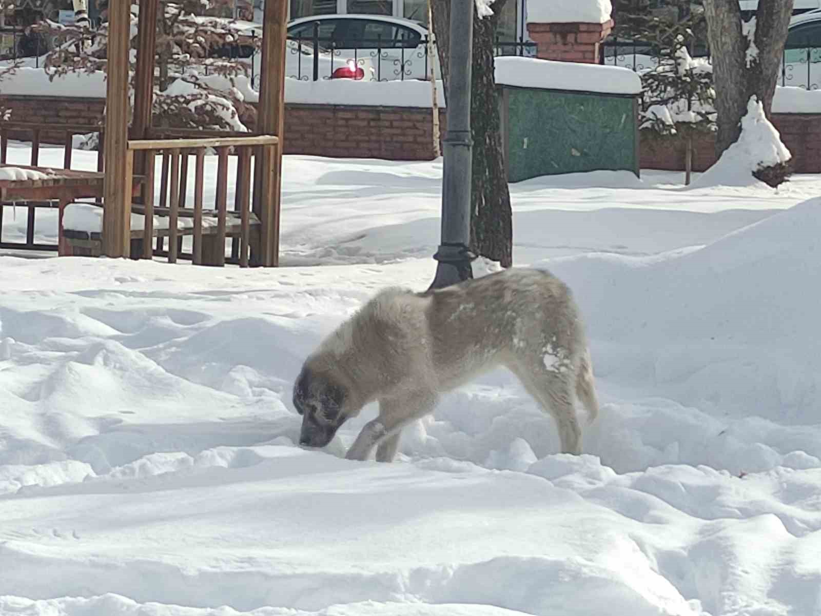 Ardahan’da soğukla birlikte çatılarda buz sarkıtları oluştu
