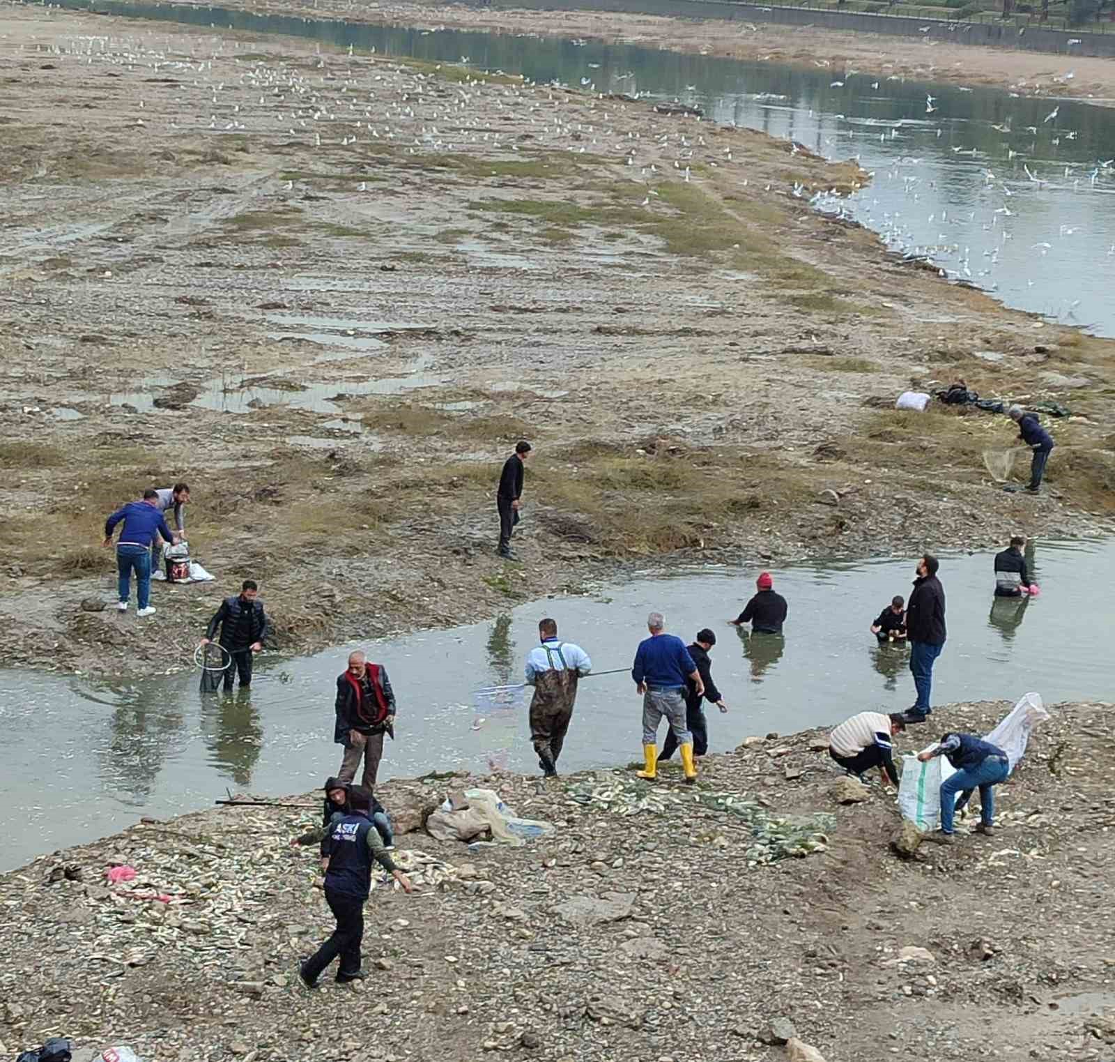 Oksijensiz kalan balıkları çuval çuval topladılar
