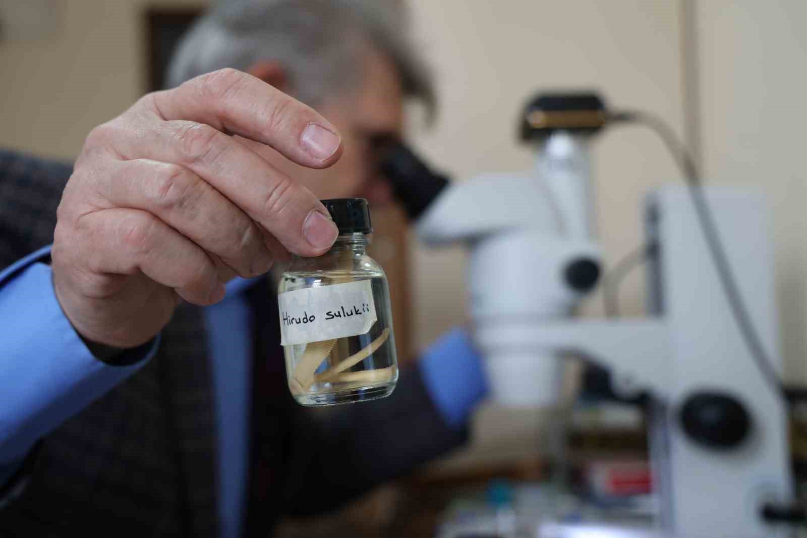 Türk tıp sülüğü ’Hirudo Sulukii’ dünya literatürüne girdi: Geçmişi 10 milyon yıl önceye dayanıyor