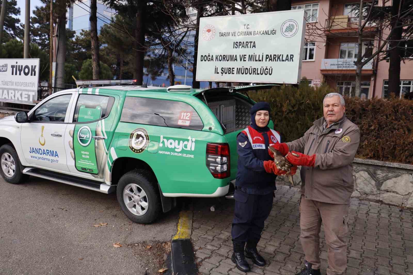 Isparta’da yaralanan kızıl şahin, jandarma ekiplerinin çabalarıyla kurtarıldı
