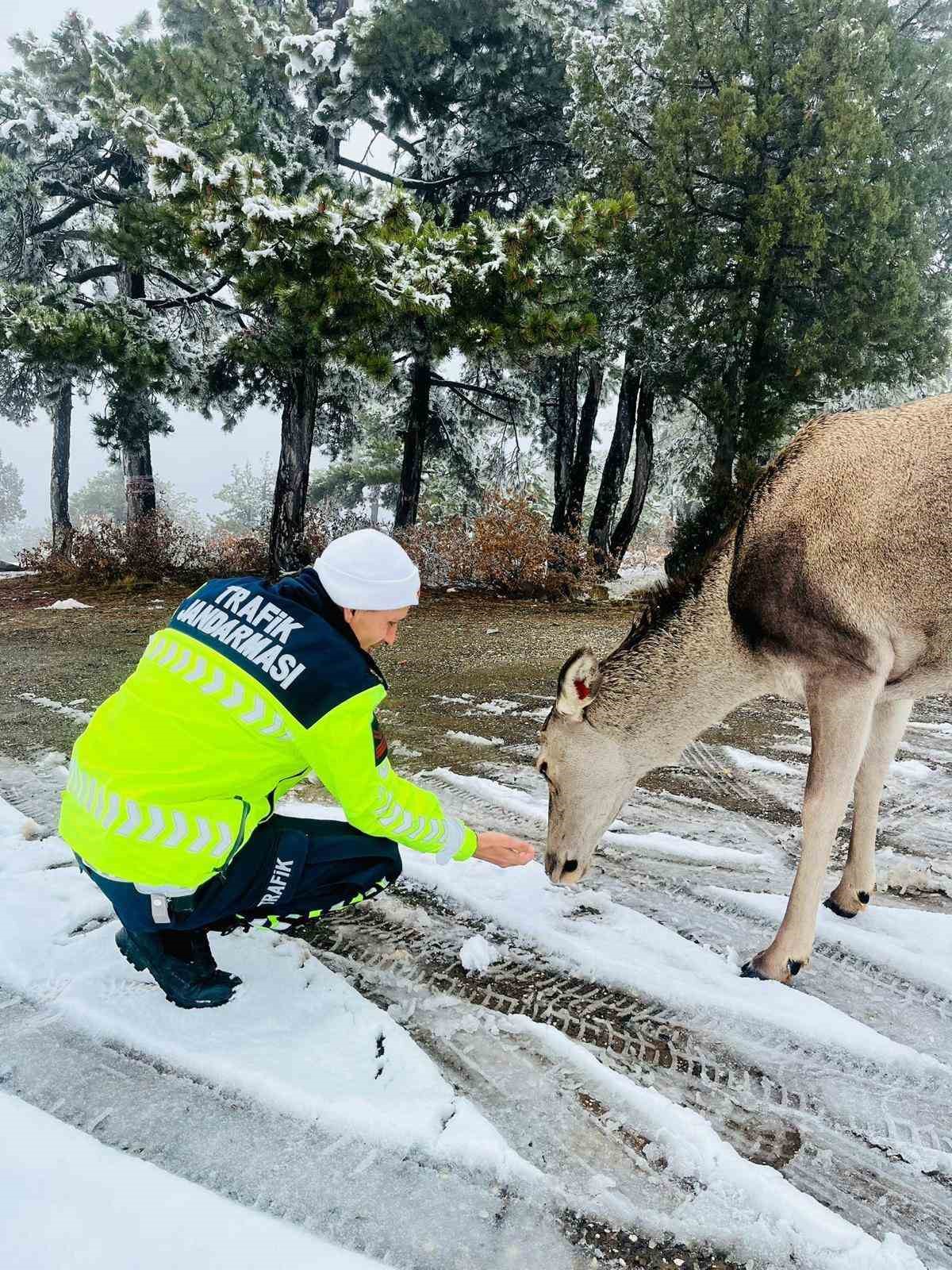 Kızıl geyikten jandarmaya sürpriz ziyaret
