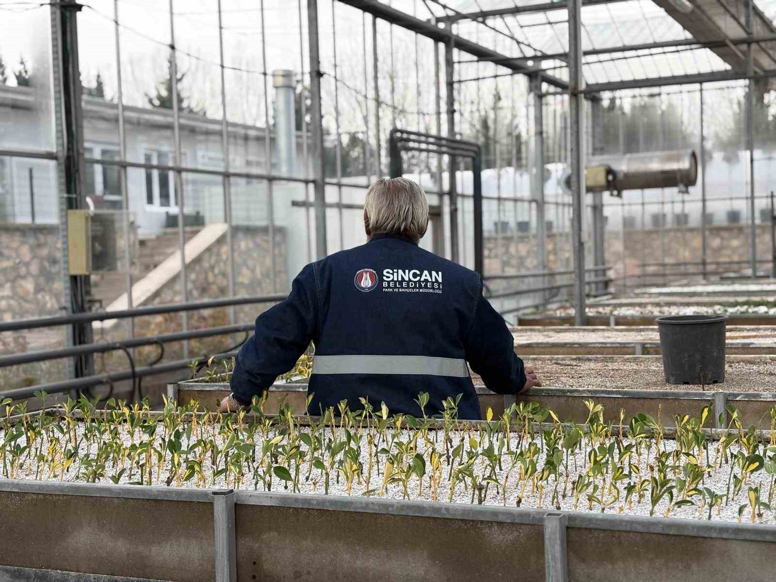 Sincan Belediyesi seralarına açık köklü meyve fidanları eklendi
