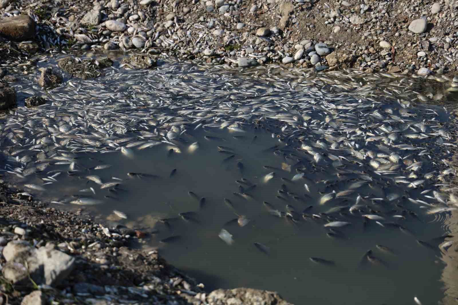 Seyhan Nehri’ne balıklar için can suyu bırakıldı