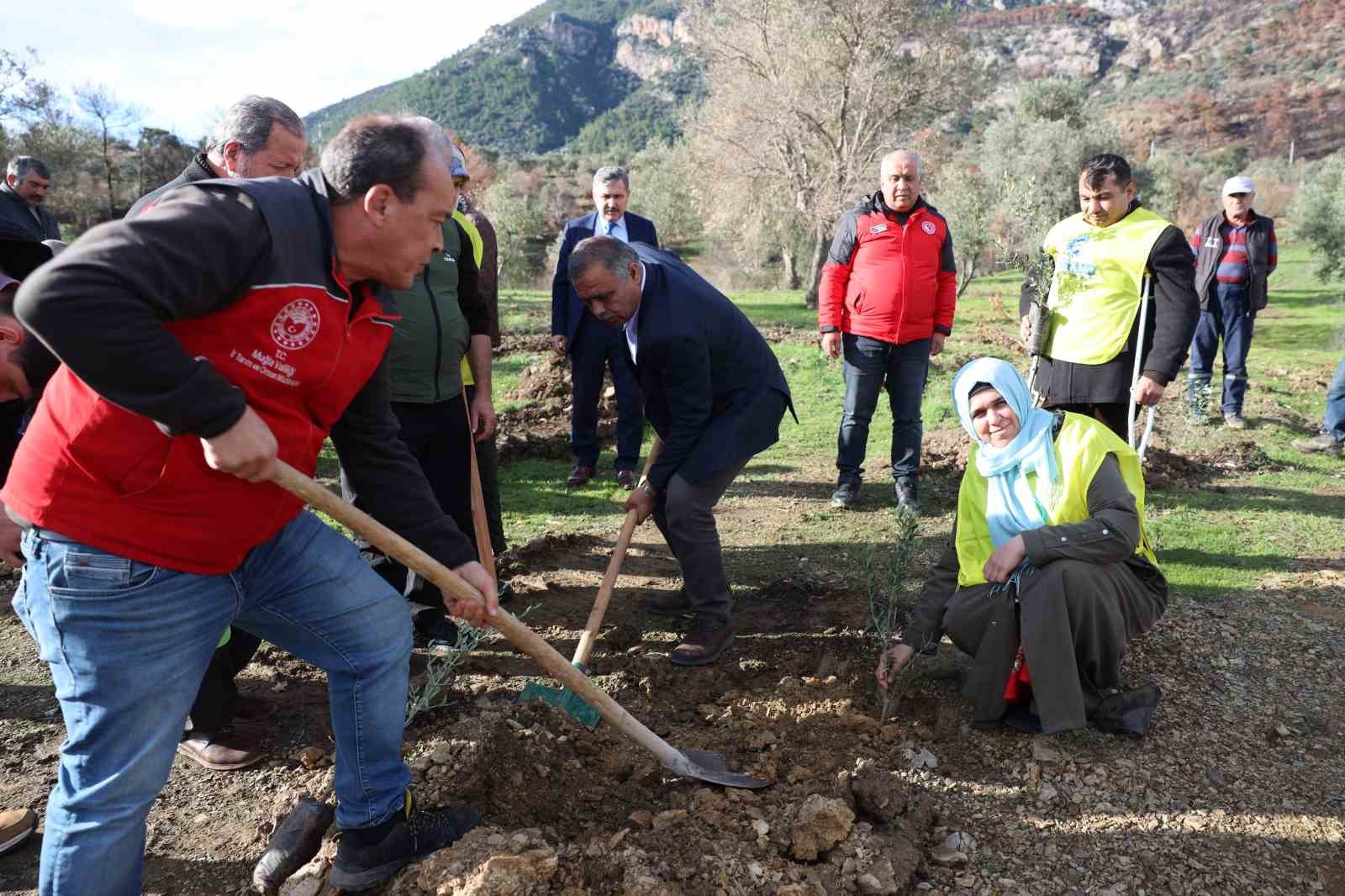 Yangında zarar gören üreticilere zeytin fidanı dağıtıldı
