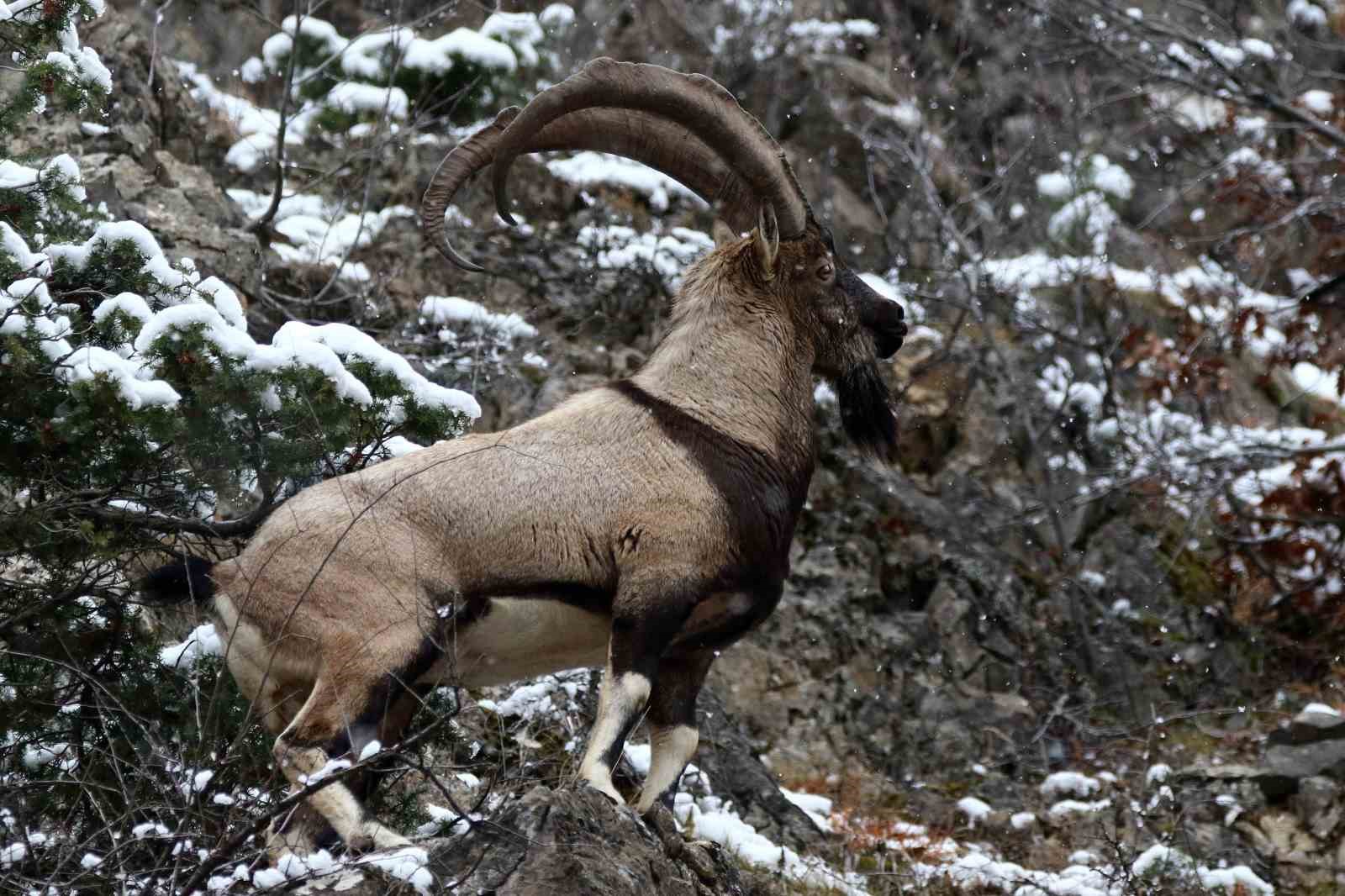 Erzincan’ın yüksek kesimlerinde yaban keçileri görüntülendi