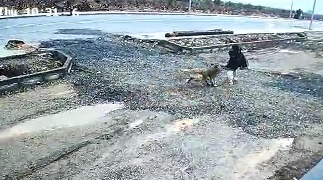 Gaziantep’te başıboş köpek kız çocuğuna saldırdı