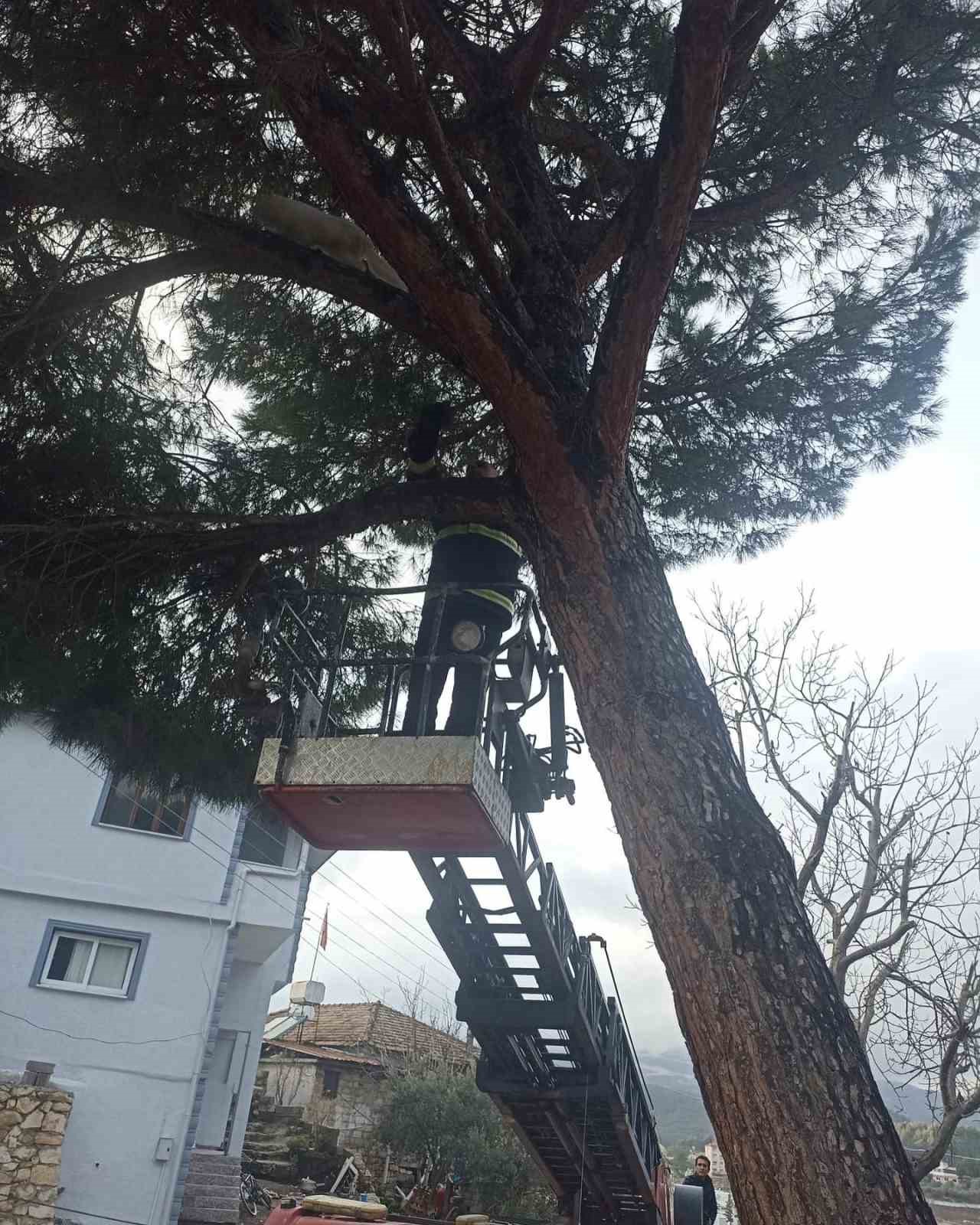 Yayladağı’nda ağaçta mahsur kalan kediyi itfaiye kurtardı
