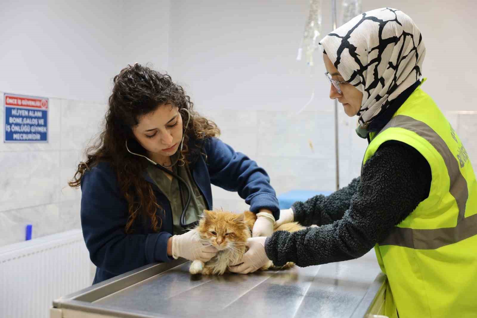 Bursa&rsquo;da can dostlar yeni yuvalarına kavuşuyor