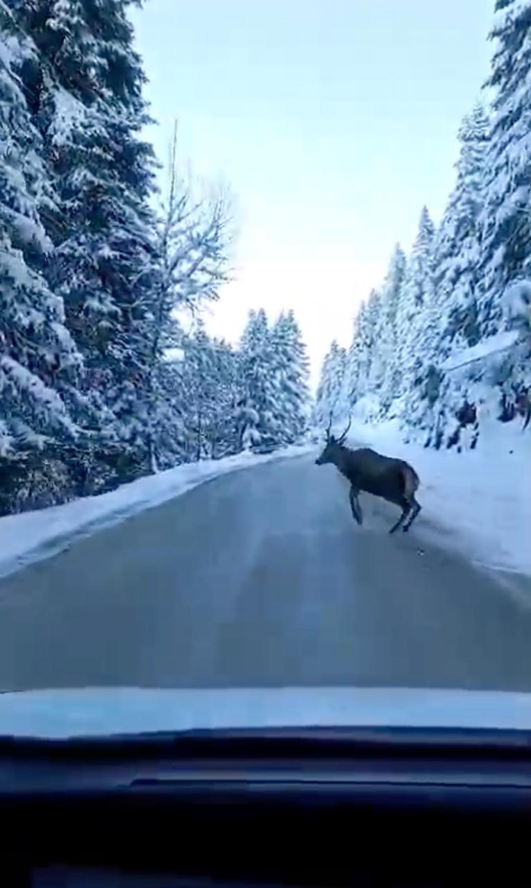 Bolu’da nadir görülen kızıl geyik karla kaplı yolda görüntülendi