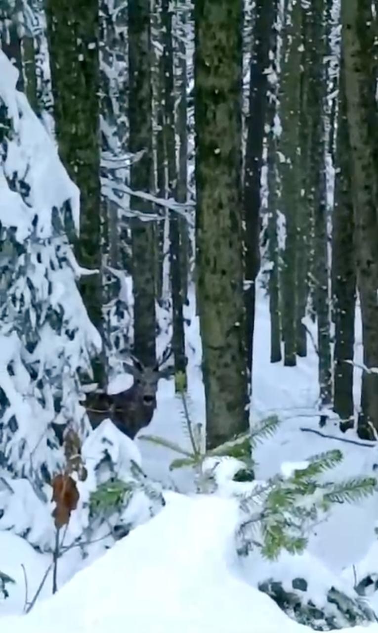 Bolu’da nadir görülen kızıl geyik karla kaplı yolda görüntülendi
