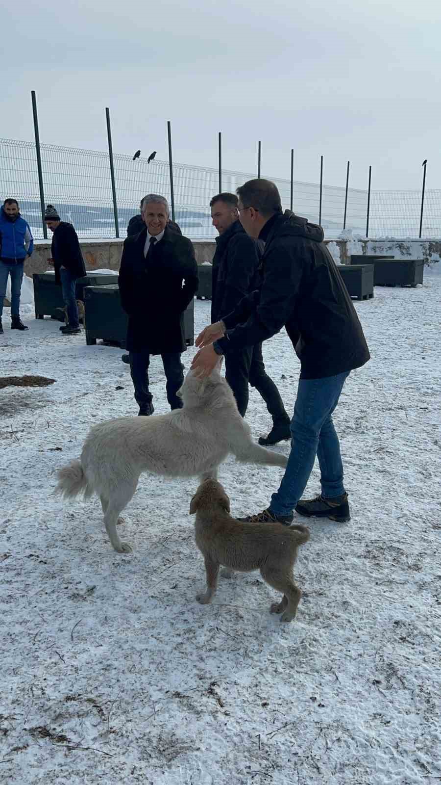 Damal’da sokak hayvanları emin ellerde