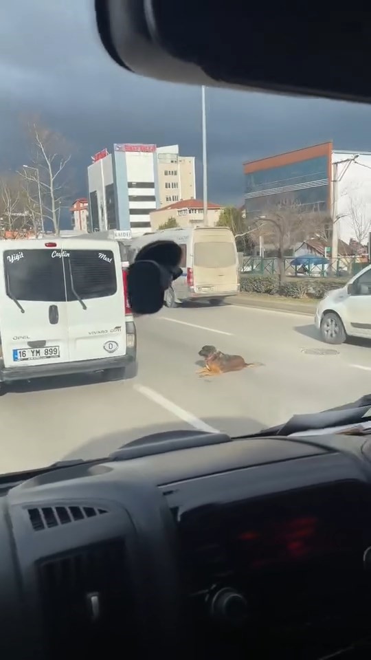 Köpeğin keyfi trafiğe kilitledi
