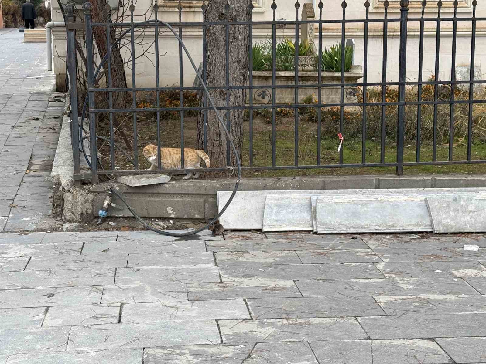 Batman&rsquo;da kedi fareye diş ge&ccedil;iremedi
