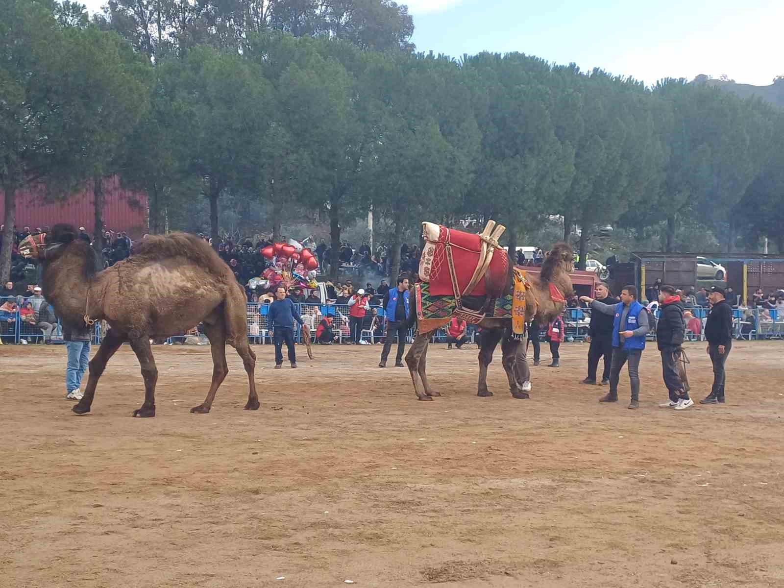 Pehlivan develer Köşk arenasında kozlarını paylaaştı