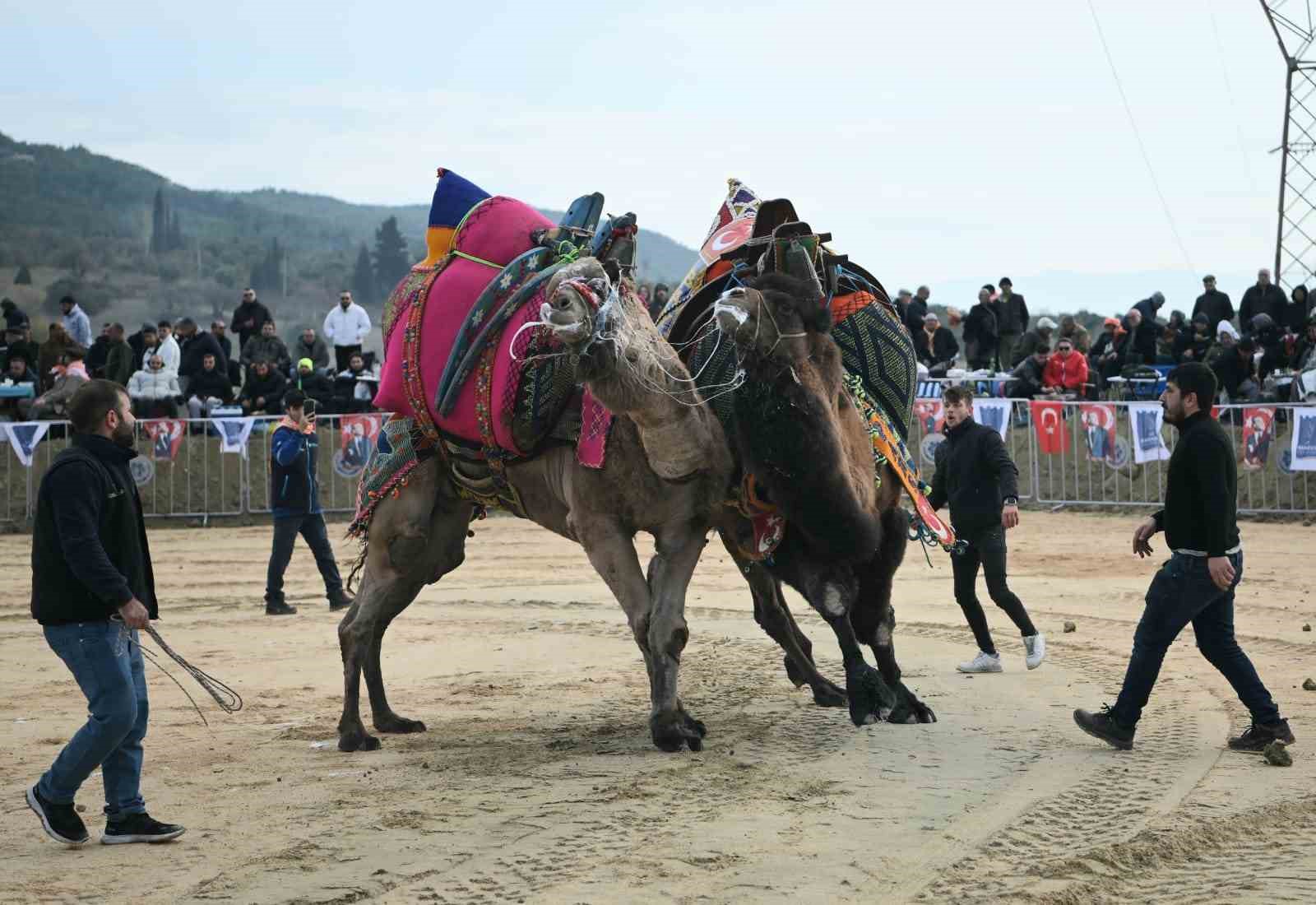 Kuşadası’nda deve güreşi festivali renkli görüntülere sahne oldu