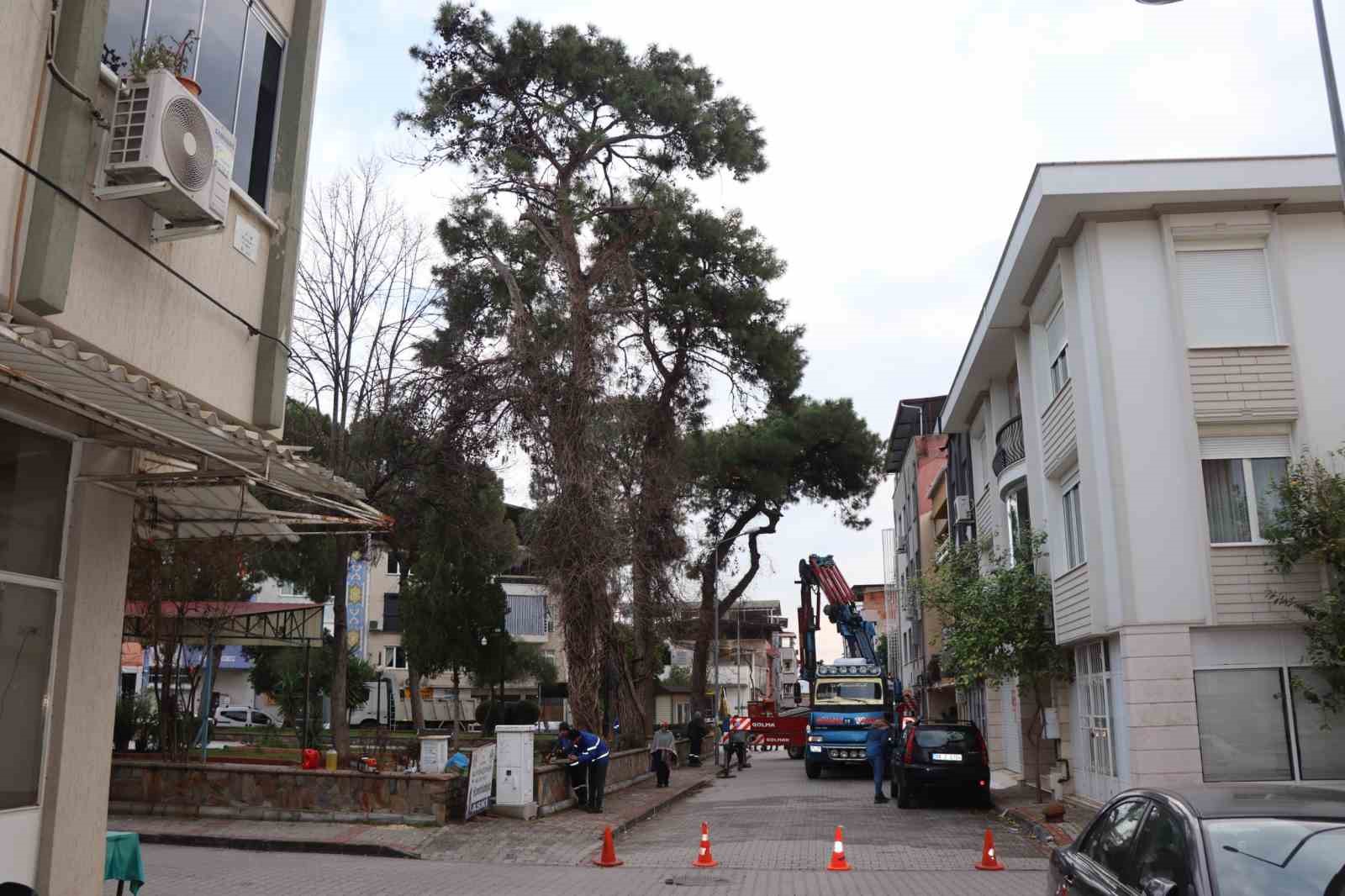 Nazilli’de tehlike oluşturan çam ağacı kaldırıldı
