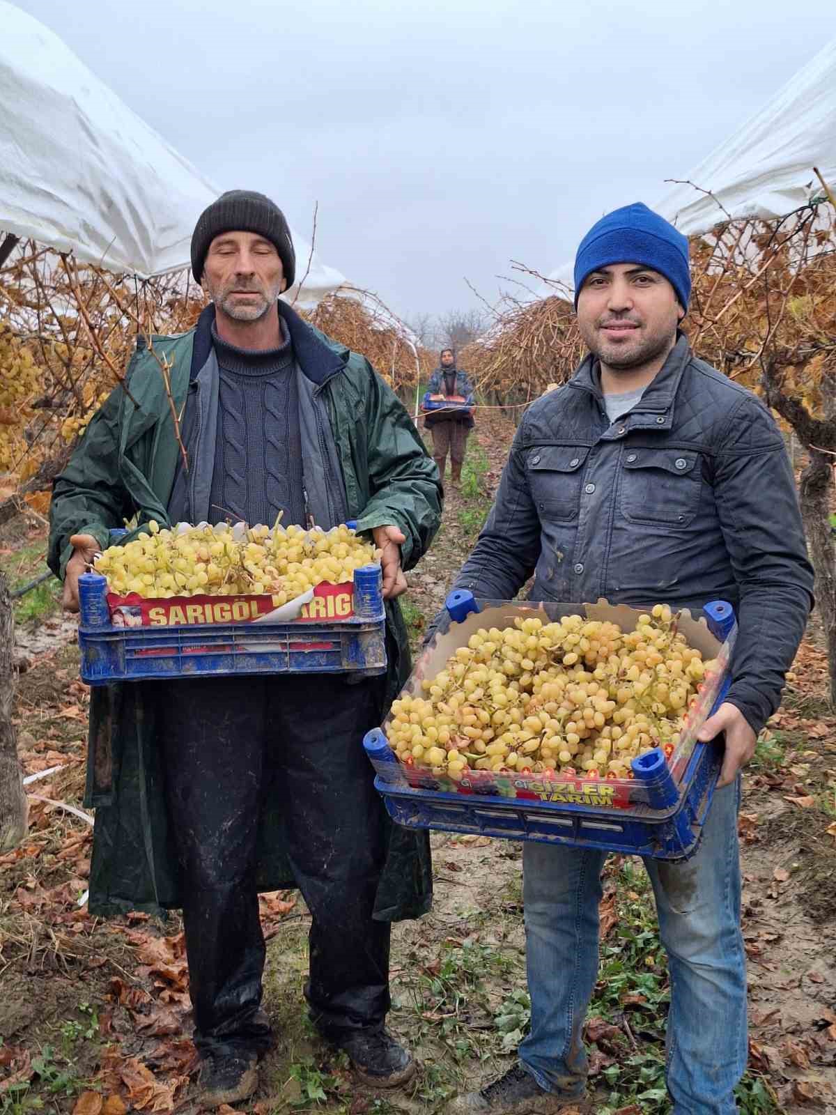 Yılbaşı üzümleri yola çıktı
