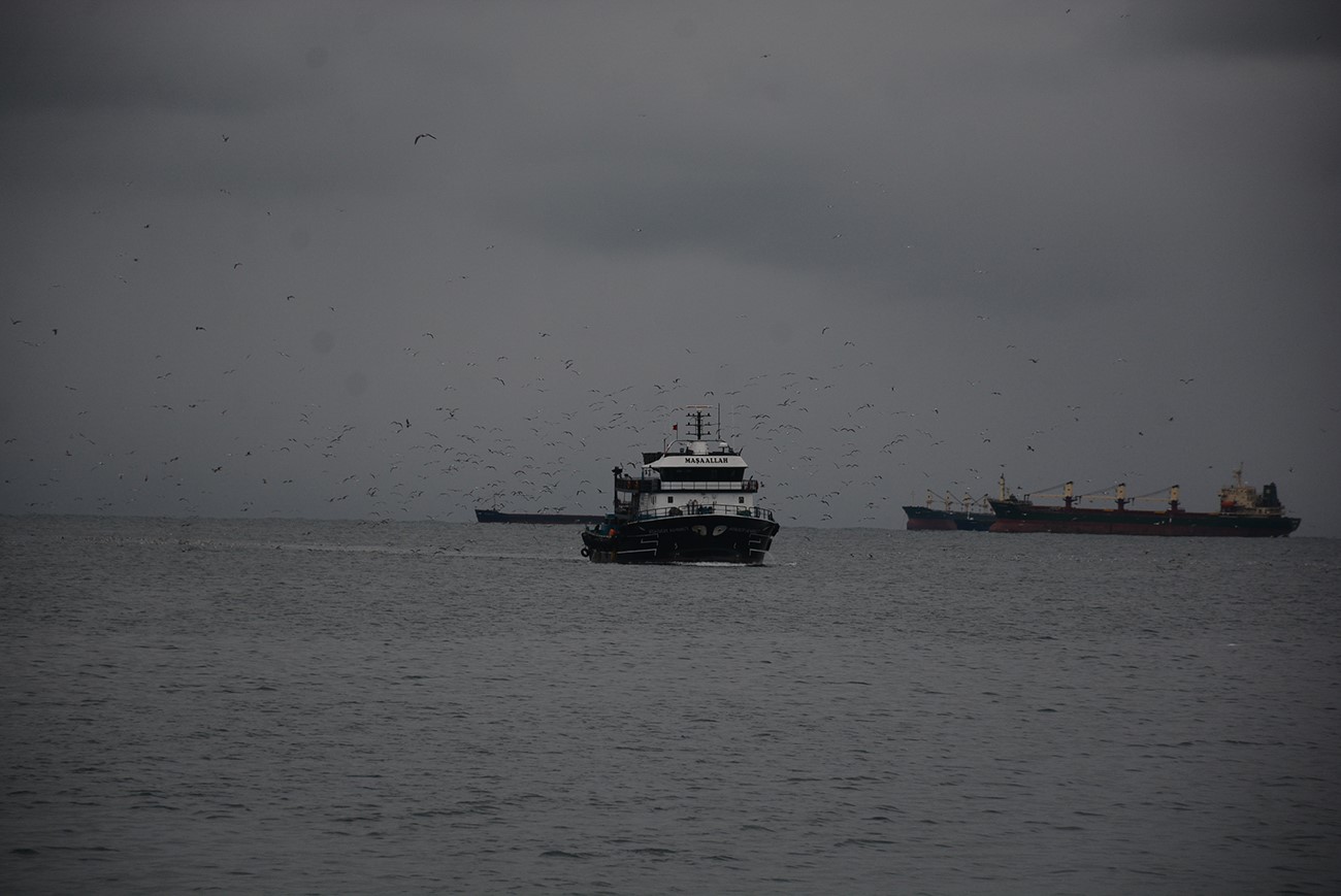 Martıların balık kapma telaşı
