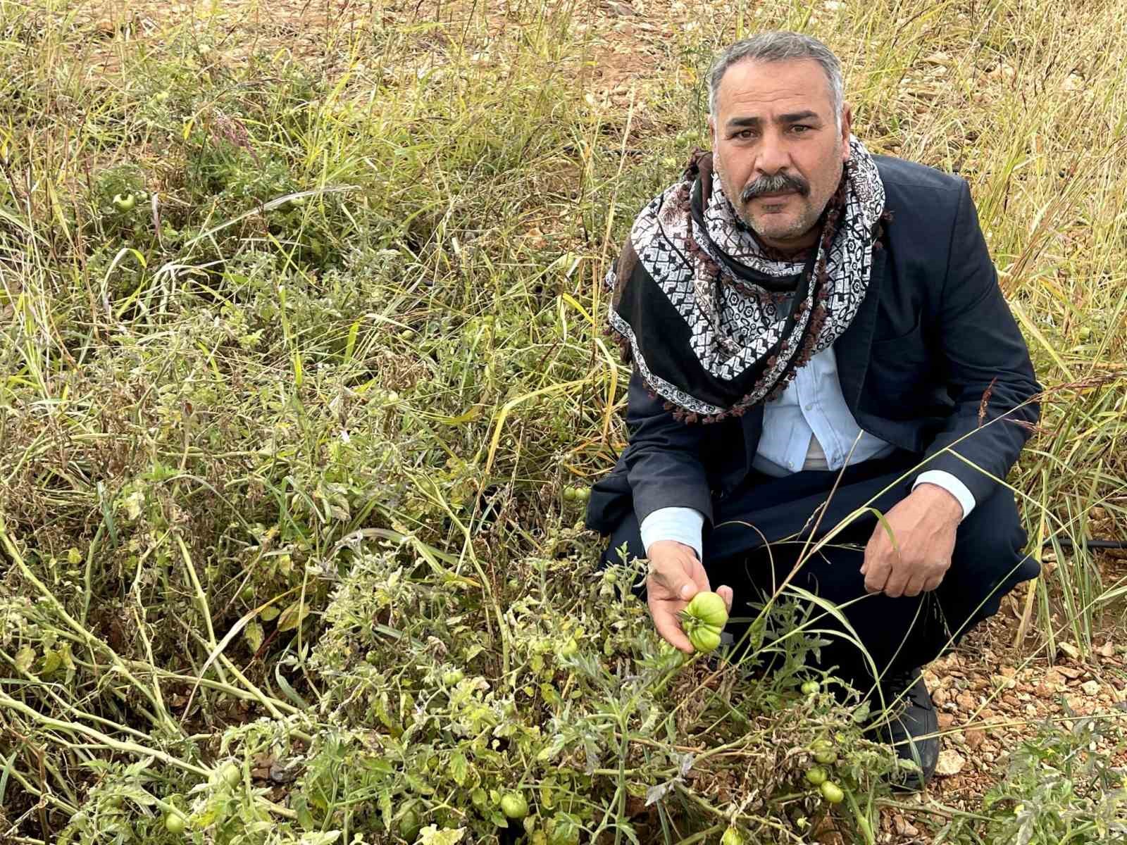 Şanlıurfa’nın kıraç arazilerinde yetişen bej domates koruma altına alınıyor 